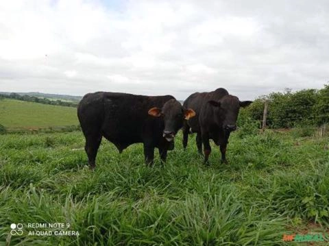 Vendo Touro Brangus Imagem Vendo Touro Brangus