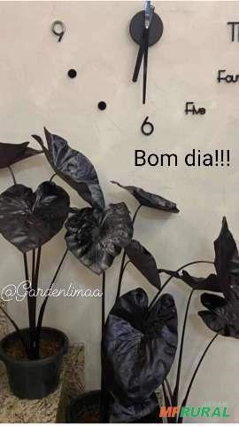 Colocacia esculenta Black Swan/Cisne Negro Imagem Colocacia esculenta Black Swan/Cisne Negro