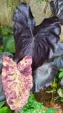 Colocacia esculenta Black Swan/Cisne Negro