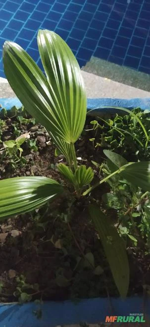 Mudas de palmeiras imperial Régis Cubana e Palmeiras Leque chinês Latanias