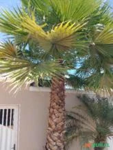 Palmeira Washingtoniana com 6 metros