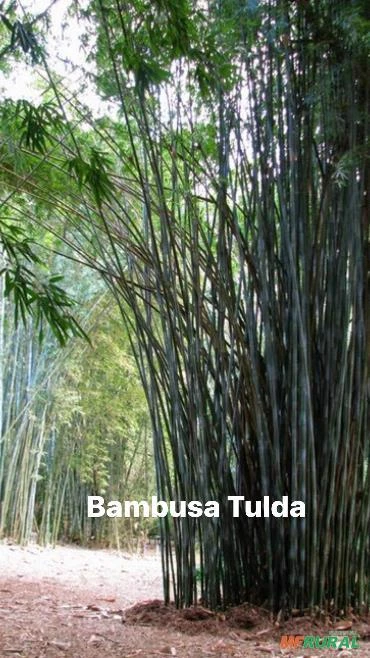 Bambu Para Artesanato E Estacas - Bambusa Tulda