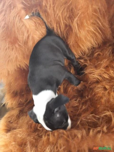 Vende-se lindos filhotes de Pit Bull Terrier legítimo