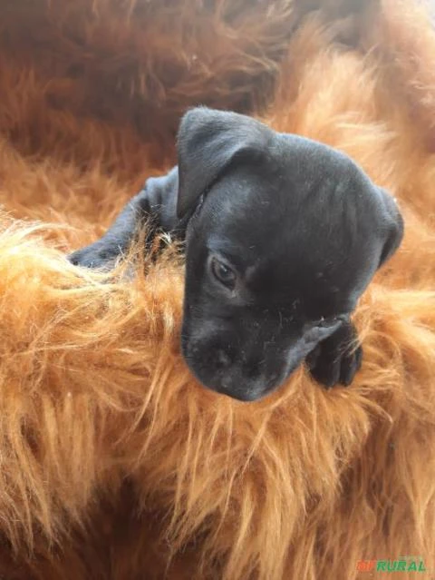 Vende-se lindos filhotes de Pit Bull Terrier legítimo