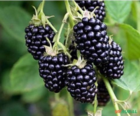 Amora Orgânica (Blackberry) Congelada Imagem Amora Orgânica (Blackberry) Congelada