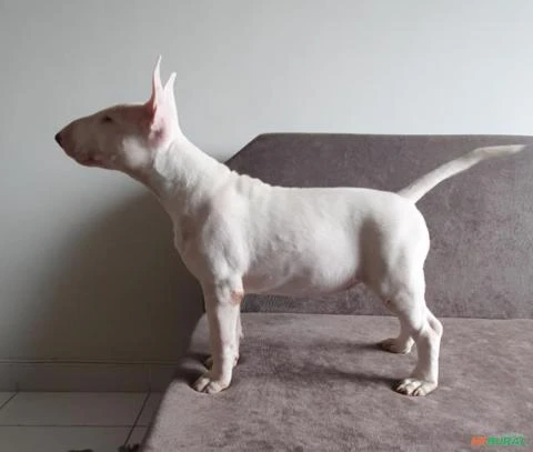 FILHOTE BULLTERRIER