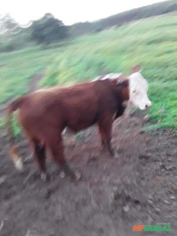 Tourinho Hereford Imagem Tourinho Hereford