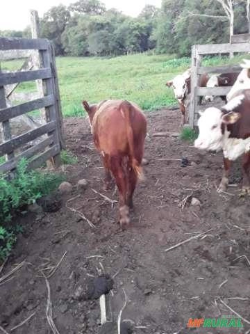 Imagem Tourinho Hereford Imagem Tourinho Hereford