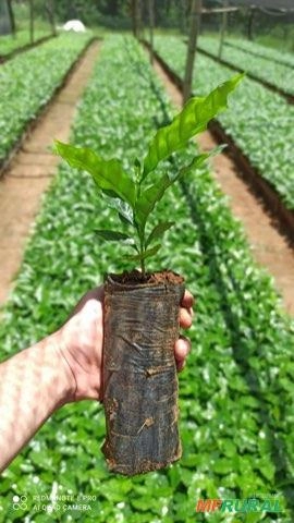 Mudas de Café Imagem Mudas de Café