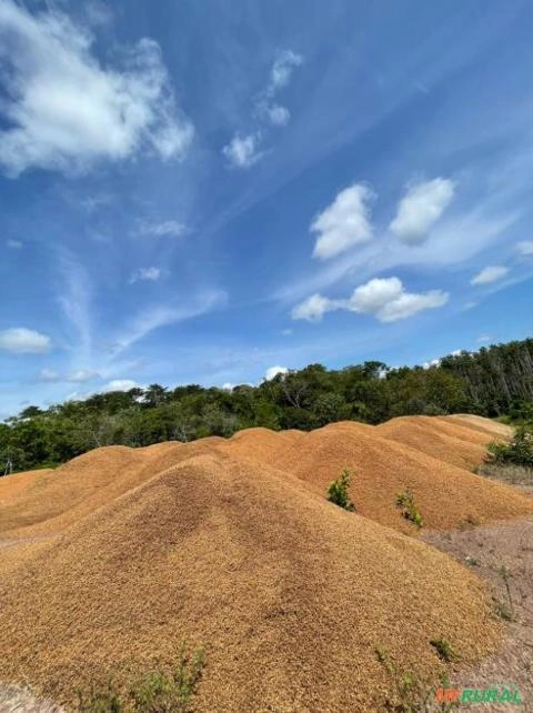 Caroço de Açai Imagem Caroço de Açai