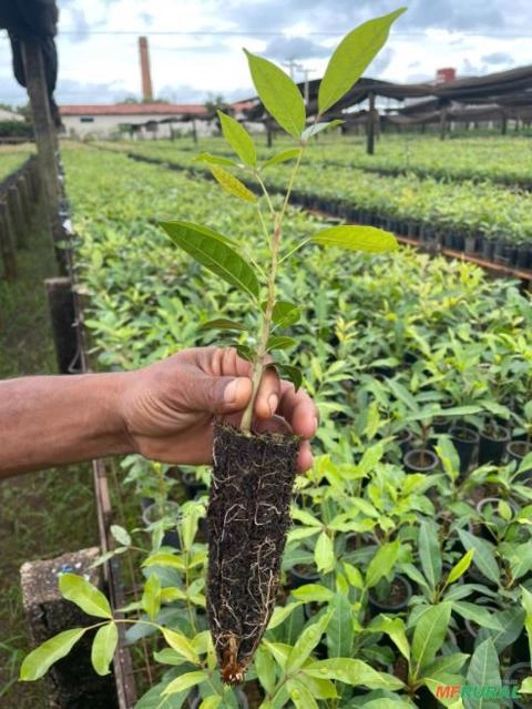 Mogno Africano - Khaya Grandifoliola e Khaya Senegalensis Imagem Mogno Africano - Khaya Grandifoliola e Khaya Senegalensis