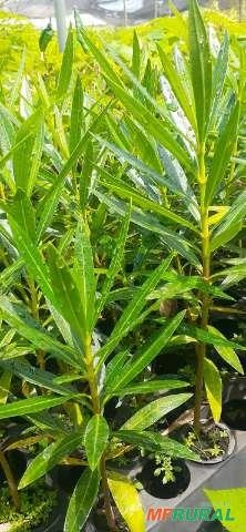 Mudas de Árvores Nativas Imagem Mudas de Árvores Nativas