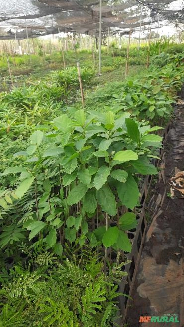 Mudas de arvores nativas Imagem Mudas de arvores nativas