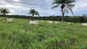 FAZENDA BOA VISTA