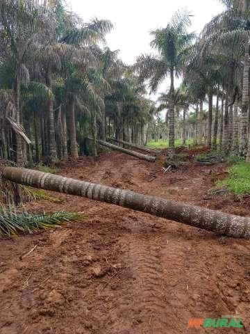 Palmeiras Imperial Imagem Palmeiras Imperial