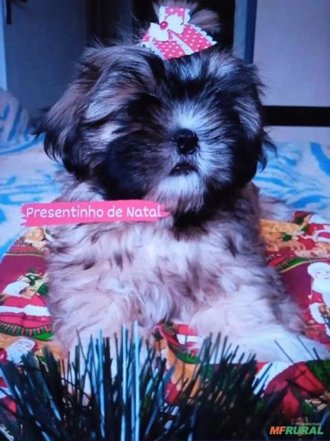 Filhotes shihtzu