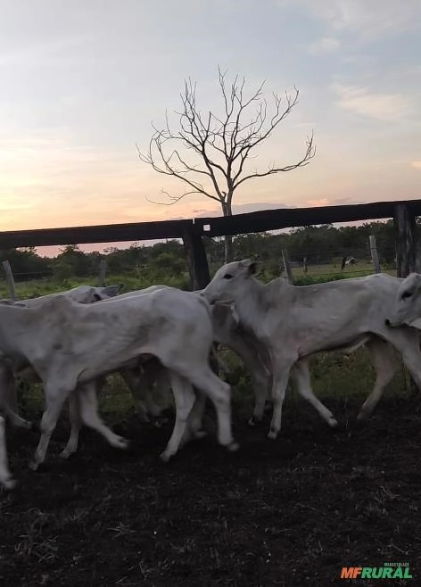 BEZERROS NELORE Imagem BEZERROS NELORE