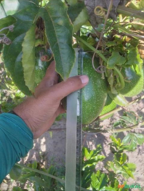 Maracuja Imagem Maracuja