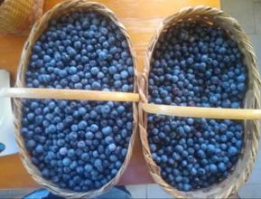 Mirtilo/Blueberry