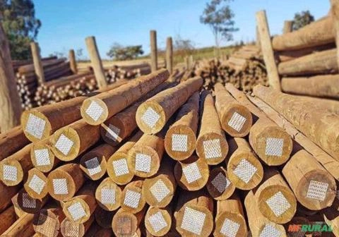 Imagem Eucalipto tratado Cloeziana -Madeira de capelinha/MG Imagem Eucalipto tratado Cloeziana -Madeira de capelinha/MG