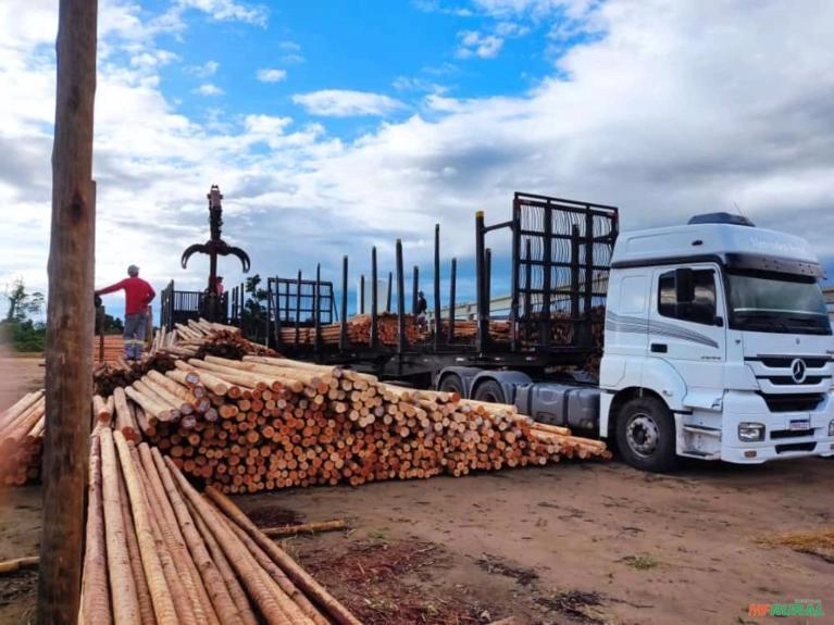 Eucalipto tratado Cloeziana -Madeira de capelinha/MG Imagem Eucalipto tratado Cloeziana -Madeira de capelinha/MG