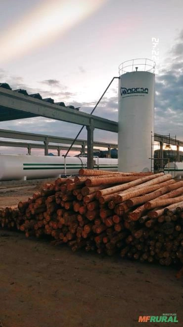 Imagem Eucalipto tratado Cloeziana -Madeira de capelinha/MG Imagem Eucalipto tratado Cloeziana -Madeira de capelinha/MG