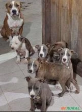 American staffordshire terrier