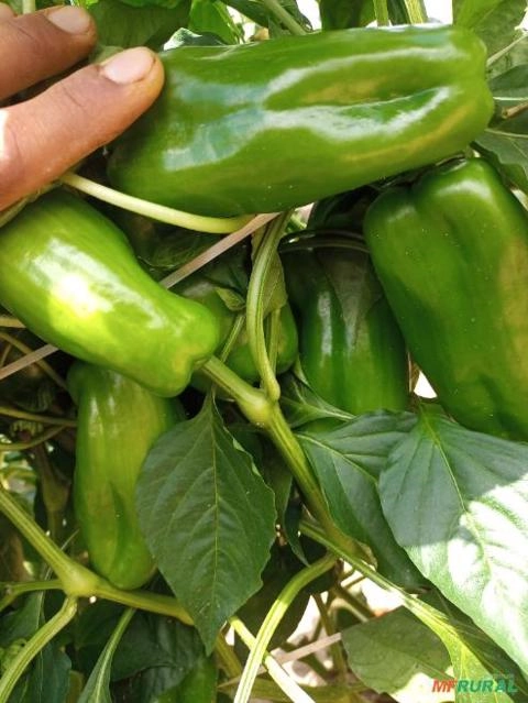 Pimentão Imagem Pimentão