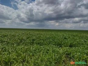 Fazenda de Soja na Bahia