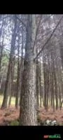 Floresta de Pínus em BOM JARDIM DA SERRA