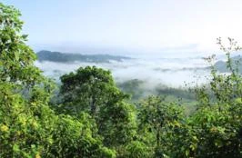 Procuro por área em Bioma Amazônico acima de 50000 ha