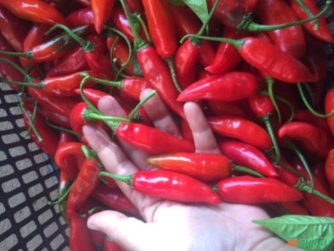 Pimenta dedo de moca Imagem Pimenta dedo de moca