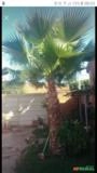 Palmeira Washingtonia Imagem Palmeira Washingtonia