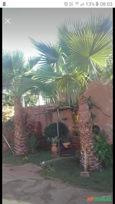 Imagem Palmeira Washingtonia Imagem Palmeira Washingtonia