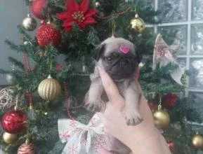 Pug mini femea lindos promoção relâmpago