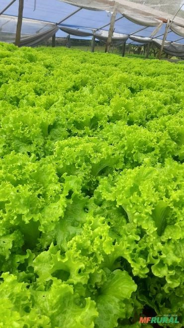 ALFACE HIDROPONICO Imagem ALFACE HIDROPONICO