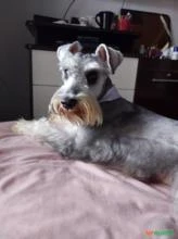 Filhote Schnauzer