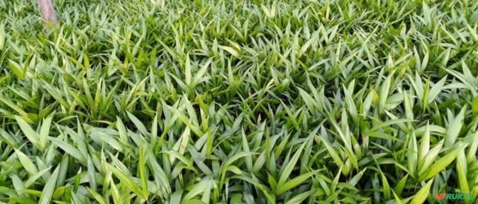 Mudas de açai Imagem Mudas de açai