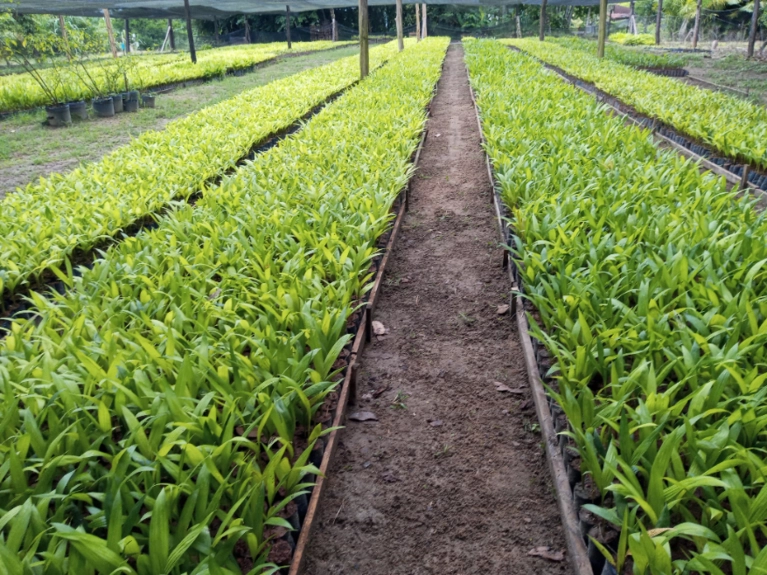 Mudas de Pupunha (Bactris gasipaes) Imagem Mudas de Pupunha (Bactris gasipaes)