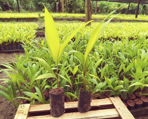 Imagem Mudas de Pupunha (Bactris gasipaes) Imagem Mudas de Pupunha (Bactris gasipaes)