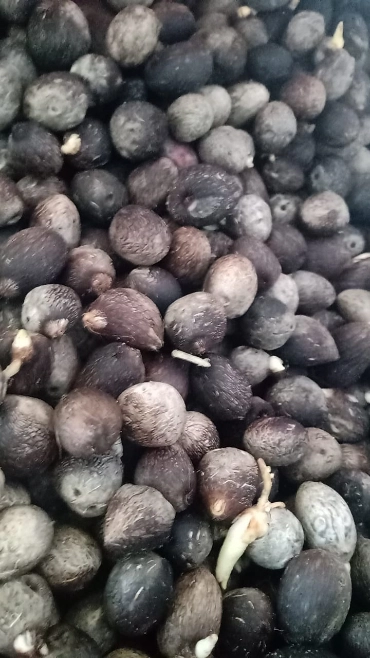 Imagem Mudas de Pupunha (Bactris gasipaes) Imagem Mudas de Pupunha (Bactris gasipaes)