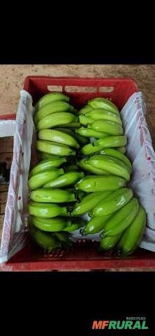Venda de banana prata de ótima qualidade Imagem Venda de banana prata de ótima qualidade