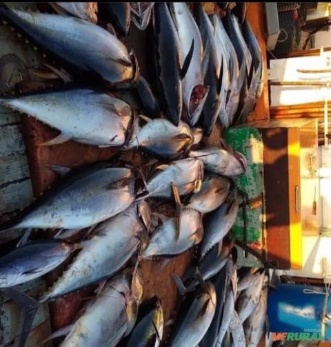 Vendo atum fresco porto pesqueiro Itaipava ES