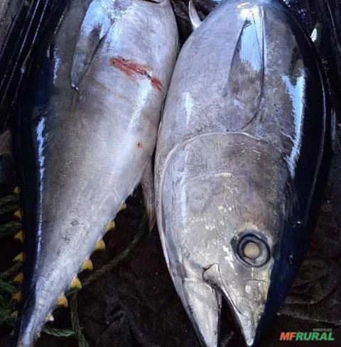 Vendo atum fresco porto pesqueiro Itaipava ES