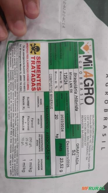 SEMENTE CAPIM BRACHIARA DUNAMIS Imagem SEMENTE CAPIM BRACHIARA DUNAMIS