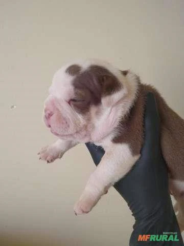 American Bully exotic