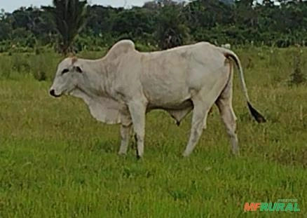 Touros Nelore Imagem Touros Nelore