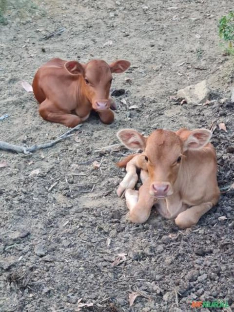 Garrote/bezerro CARACU Imagem Garrote/bezerro CARACU