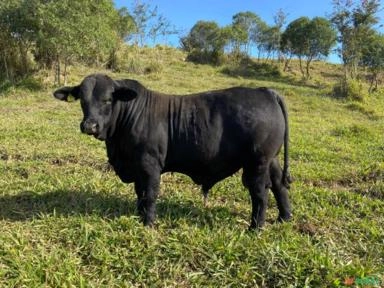 Touro Brangus Imagem Touro Brangus