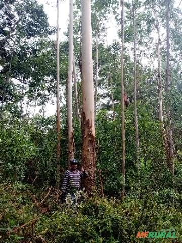 Vendo pinus e eucalipto Imagem Vendo pinus e eucalipto